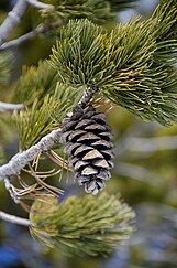 cone and foliage