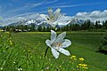 Magerwiese mit weisser Trichterlilie (Paradisea liliastrum) in der Zenegger Voralpe «Mittlere Hellela»