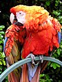 Uccello in cattività a Devon, Inghilterra