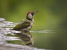 Oiseau dans une mare, les pattes dans l'eau.