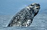 Grey Whale