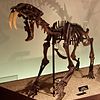 Smilodon