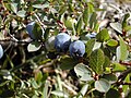 Fruit of Vaccinium uliginosum