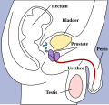 The bladder can be seen highlighted in yellow in the illustration.