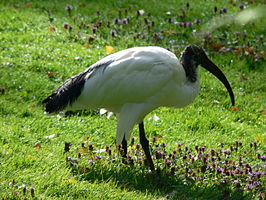 Heilige ibis