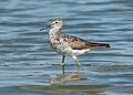 Image 98Lesser yellowlegs wading at the Jamaica Bay Wildlife Refuge