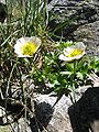 Issoleie (Ranunculus glacialis)