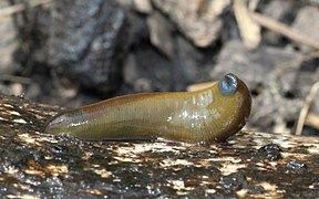 Une sangsue (Haemopis sanguisuga), de l'ordre des Arhynchobdellida