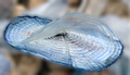 Velella velella