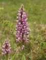 Orchis militaris