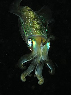 Bigfin reef squid