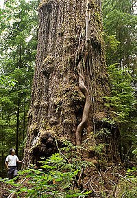 trunk of a large tree in the forest