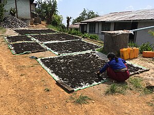 Sèchage des feuilles dans la région de Mandalay