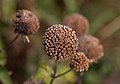 Image 16Bee balm seedhead