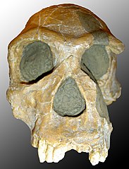 Plasse fan de Homo habilis