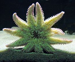 Морська зірка Crossaster papposus