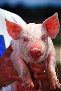 Sus scrofa de pelo blanco fino y piel rosada