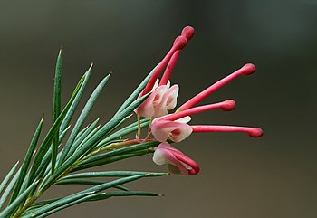 Rosemary Grevillea