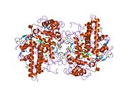 1dnw: HUMAN MYELOPEROXIDASE-CYANIDE-THIOCYANATE COMPLEX