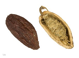 Theobroma cacao