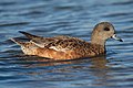 American Wigeon