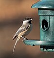 Image 17Black-capped chickadee at a feeder in Green-Wood Cemetery