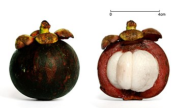 Purple mangosteen