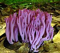 Clavaria zollingeri