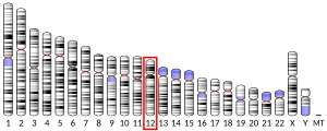 Chromosome 12 humain