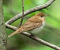 Image 46Veery in the Central Park Ramble