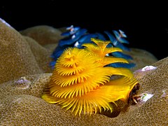 Christmas tree worms (Spirobranchus giganteus)