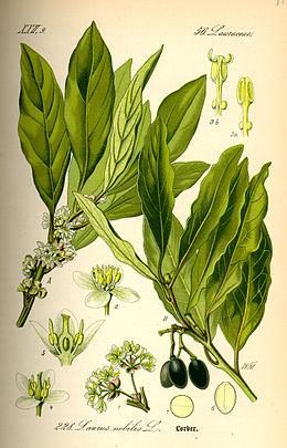 Kilnusis lauras (Laurus nobilis)