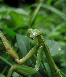 Chinese mantis