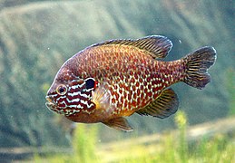 Photographie en couleurs d'un poisson de forme ronde aux écailles grises tachetées d'orangée.