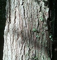 bark