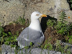 Goéland sur son nid.