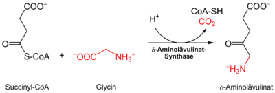 Bildung von δ-Aminolävulinat