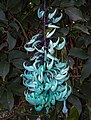 Image 61Jade vine (not made of candy)