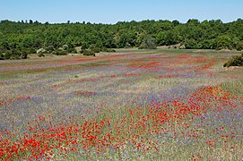 Un sotch planté de céréales (causse du Larzac), Le Caylar, Hérault, France.