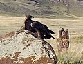 Eagle on megalith near village Kazanovka . Hakasya Cumhuriyeti ( 2000)