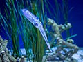 Image 45Bigfin reef squid at Monterey Bay Aquarium