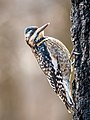 Image 23Juvenile yellow-bellied sapsucker in Prospect Park