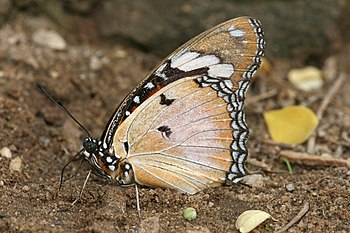 Danaid Eggfly