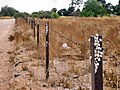 The introduced snail Theba pisana in Kadina, South Australia[18]