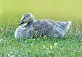 Image 84Canada goose gosling in Green-Wood Cemetery