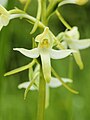 Valkolehdokin (Platanthera bifolia) kukka.