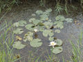 Nymphaea alba