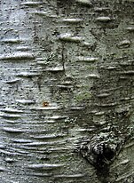 bark