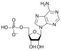 Cấu trúc hóa học của adenosine monophosphate