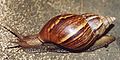 Giant East African Snail (Achatina fulica)